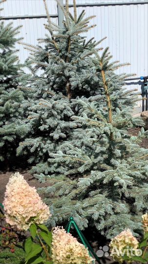 Ель голубая
