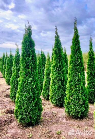 Саженцы туи западной
