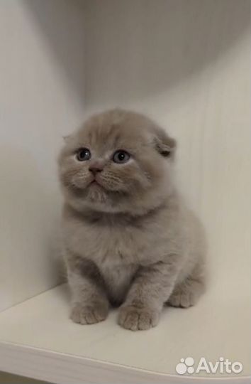 Кошечки и котики