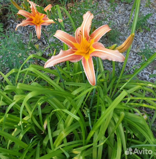 Лилейники, лилии