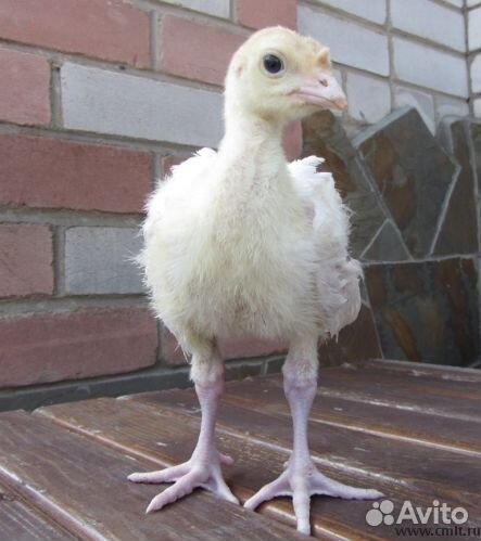 Конвектор (Канада)