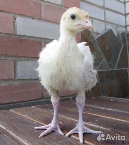 Конвектор (Канада)