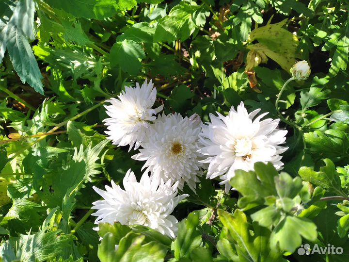 Хризантема кустовая