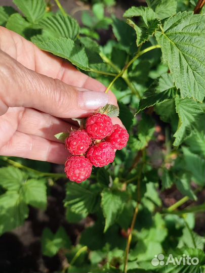 Саженцы малины