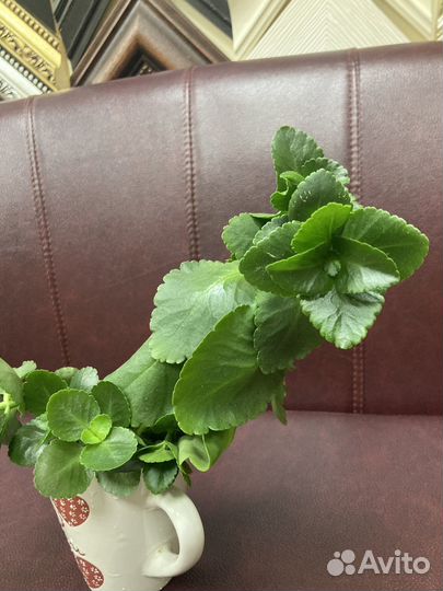 Каланхоэ цветущий