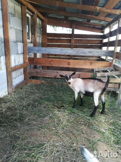 Альпийские козочки