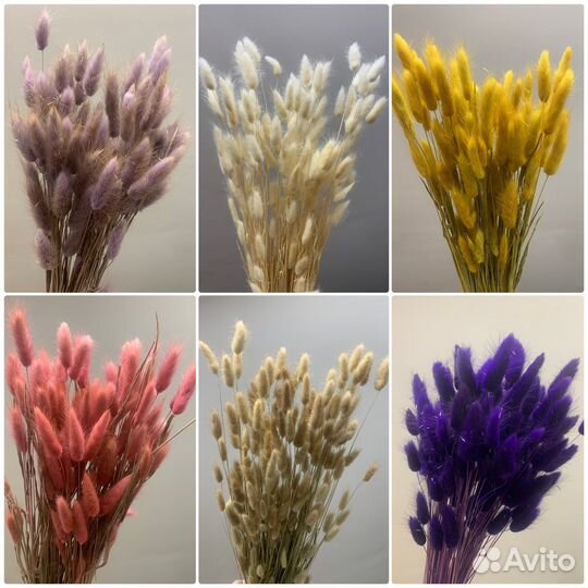 Сухоцветы и стабилизированные цветы