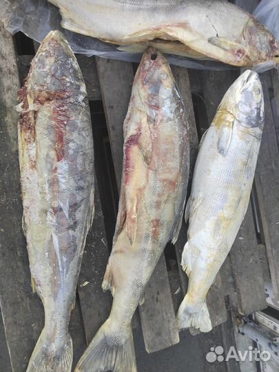 Кета на фарш