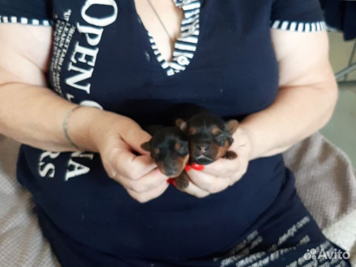 Йоркширский терьер мини