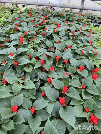 Рассада цветов оптом