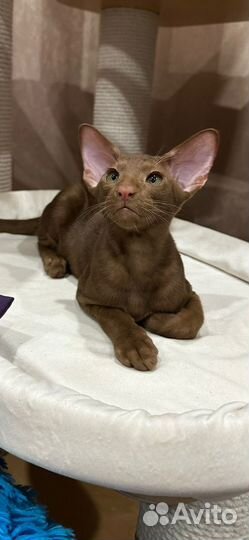 Ориентальные котята