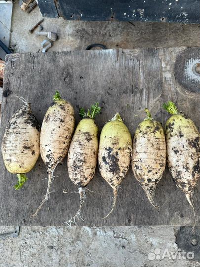 Продам редька