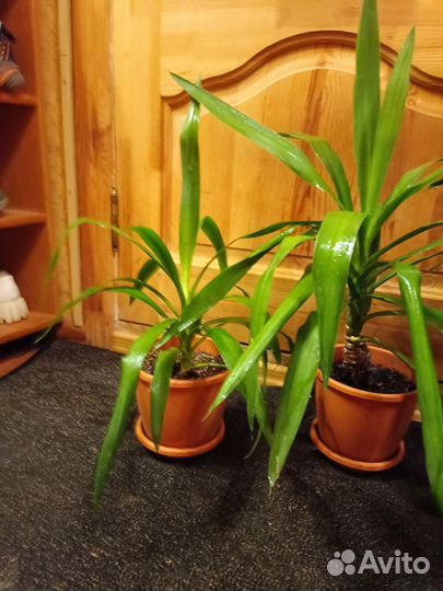 Пальма юкка