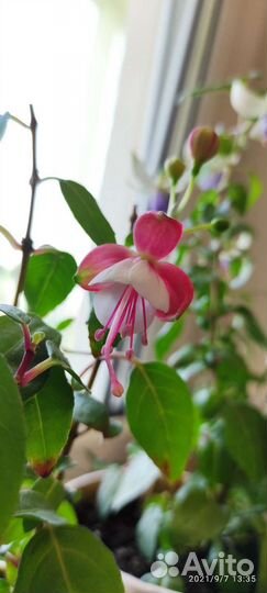 Фуксии в ассортименте