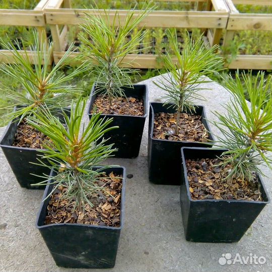 Саженцы сосны (зкс,окс)