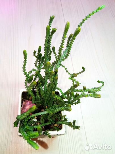 Суккуленты