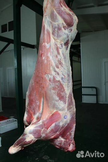 Продам мясо говядина