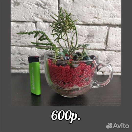 Флорариум суккуленты