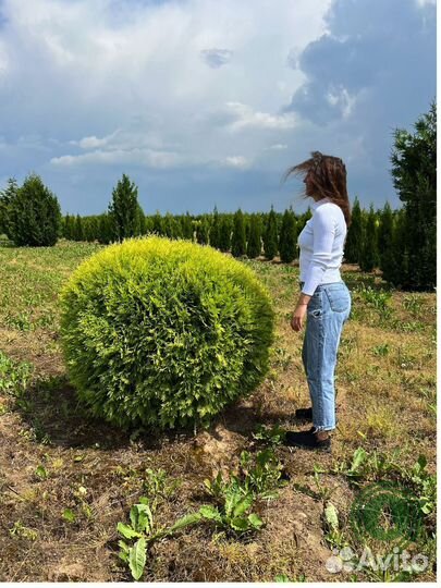 Туя даника напрямую из питомника