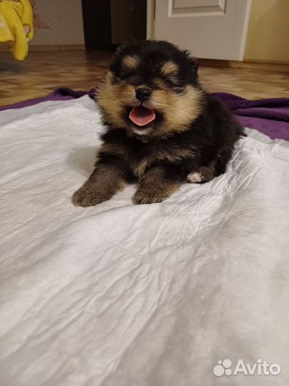 Мальчик Померанец