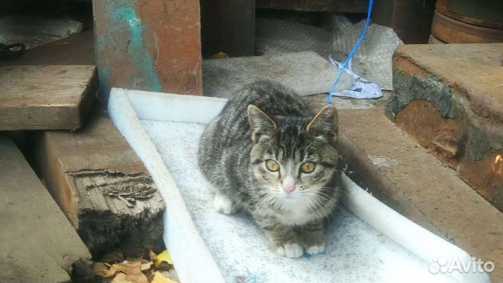 Отдам котенка в добрые руки