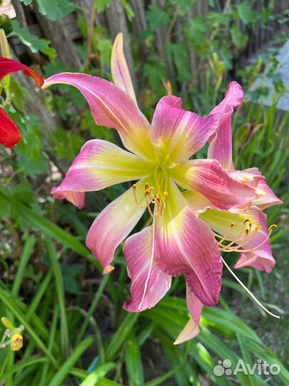 Лилейники сортовые