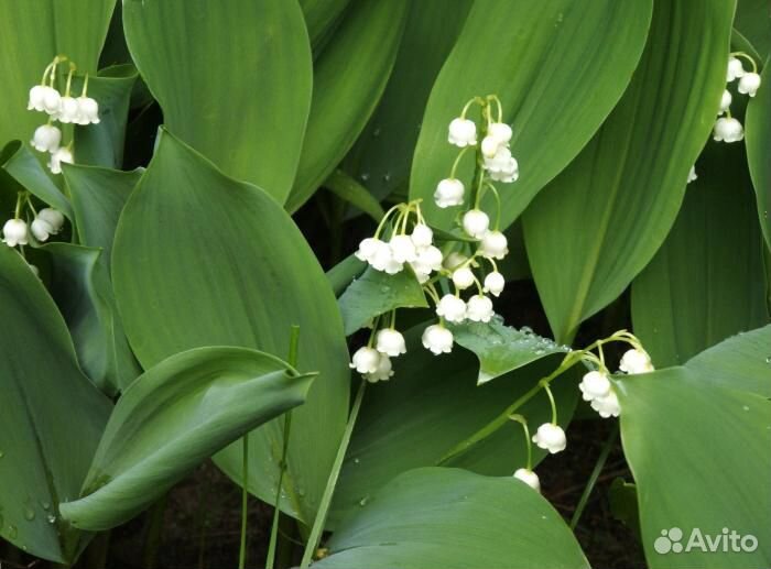 Многолетние растения для сада