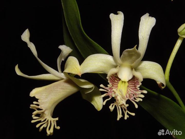 Орхидея. Дендробиум. Dendrobium delacourii
