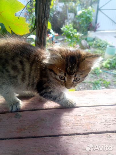 Котенок