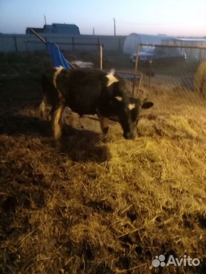 Бычки, корова с телёнком