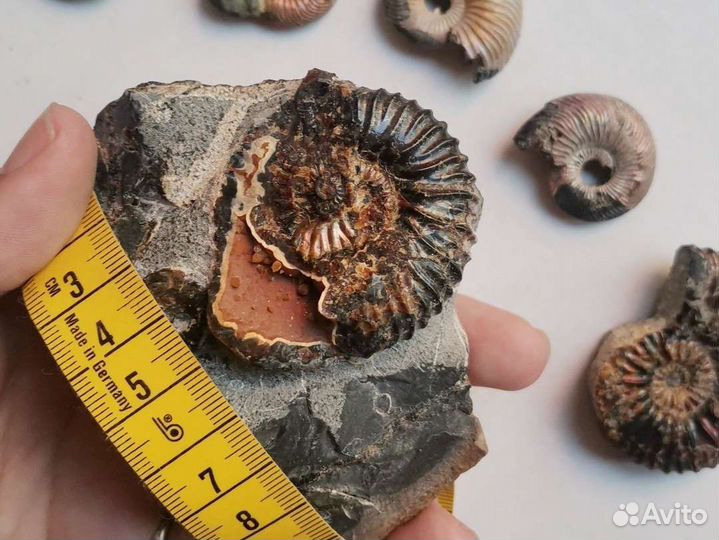 Окаменелости аммониты