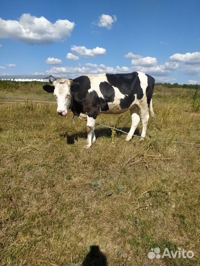 Продам телку