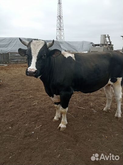 Корова и бык