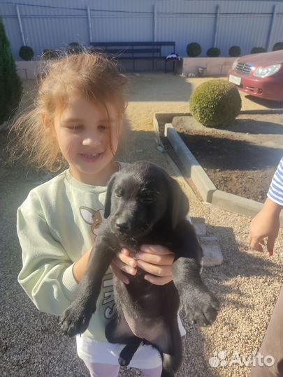 Отдам щенков лабрадора осталась только девочка