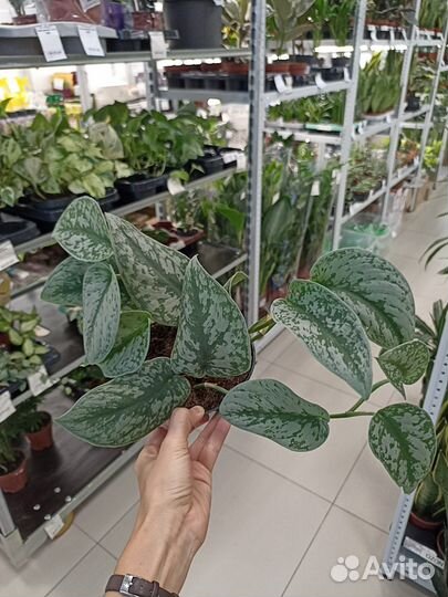 Сциндапсус пиктус Требе 12/20