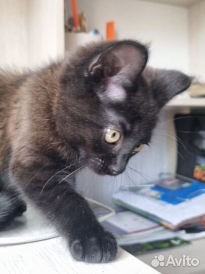 Котенок в дар в добрые руки бесплатно