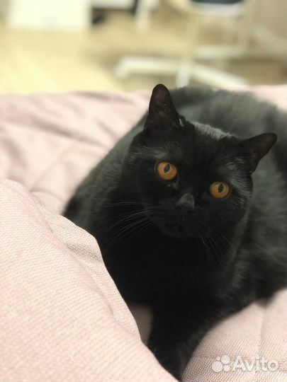 Умерла хозяйка у кота, британец ищет дом