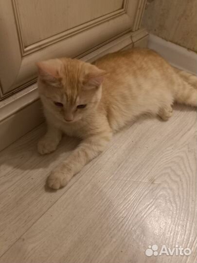 Котята