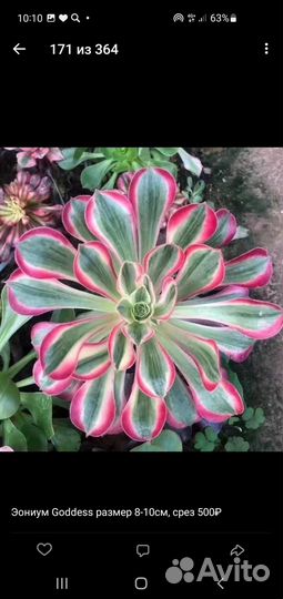 Оптовые совместные закупки суккулентов