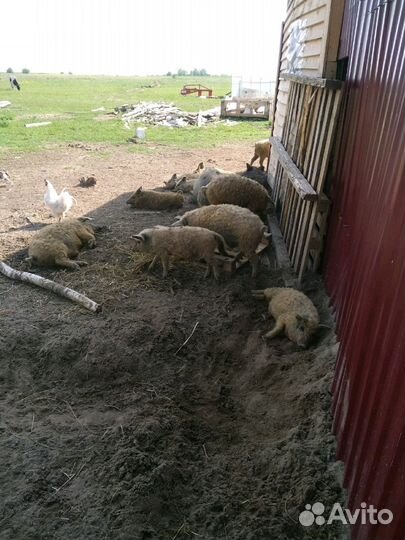 Поросята мангалицы на племя