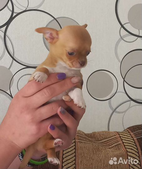 Чихуашки очаровашки