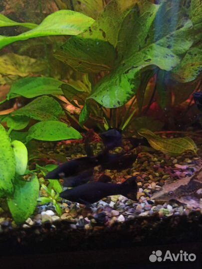 Акваримные рыбки