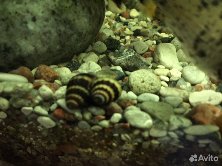 Улитка Хилена, взрослая самка гурами