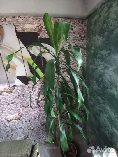 Драцена Юкка пальма