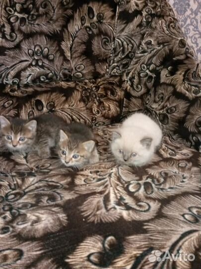 Котята в добрые руки