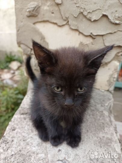 Сказочно очаровательные котята в добрые руки