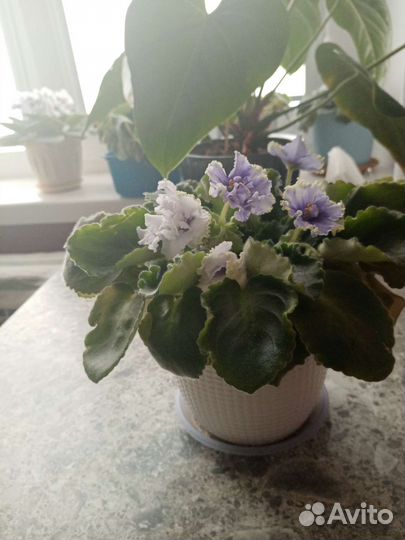 Фиалки цветущие в горшке