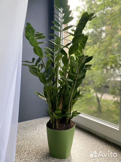 Замиокулькас