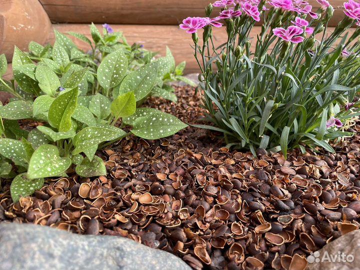 Мульча из скорлупы кедрового ореха