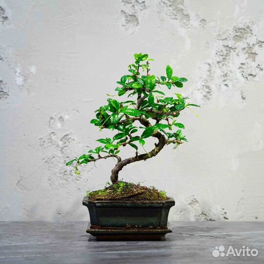 Дерево Бонсай - Кармона или дерево тысячи звезд